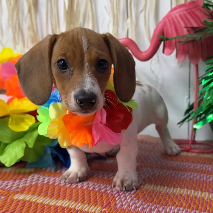 Male Dachshund puppy named Cashew for sale at Puppy Dreams Puyallup.